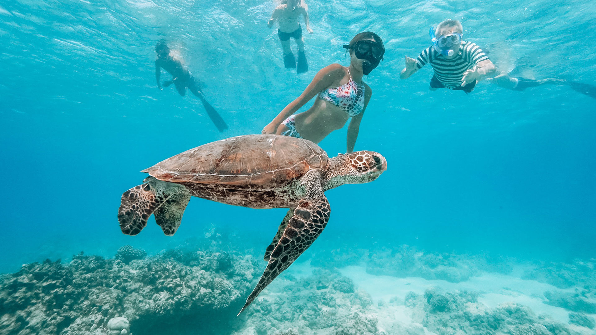 Aphrodite Mayan Ruins and Turtles